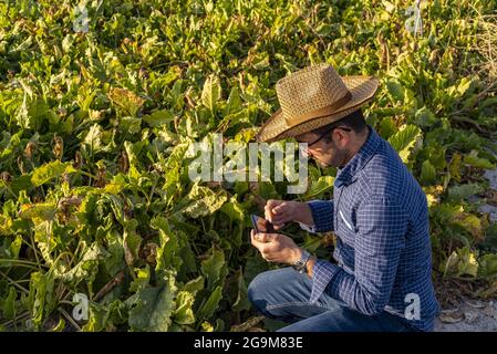 Smart farming, using modern technologies in agriculture Stock Photo