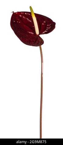 Side view of dark red Flamingo flower aka Anthurium on stem. Isolated on a white background. Stock Photo