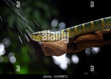 wagleri pit viper snakes, tropidolaemus wagleri Stock Photo