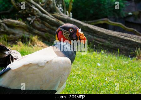 Portrait of a King vulture also known as Sarcoramphus papa Stock Photo