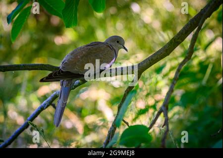 Wood pigeon sitting on a tree between leaves Stock Photo