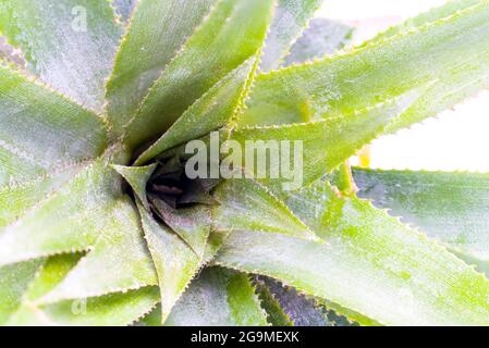Group of pineapple leaves can be planted and growth. macro vegan diet fruit Stock Photo