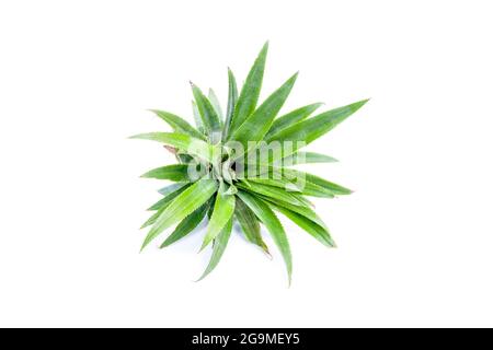 Pineapple cultivar isolated on white background. This group of pineapple leaves can be planted and growth. Stock Photo