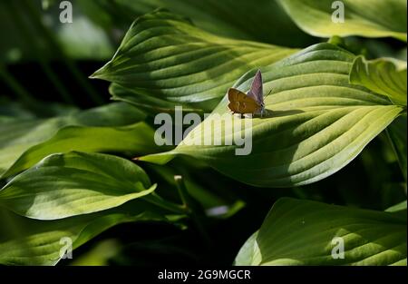 A rare white-letter hairstreak butterfly resting in garden on hosta plants leaves Stock Photo