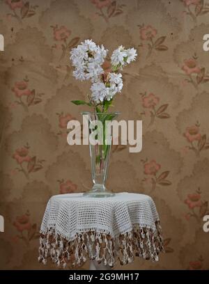 Common soapworth flowers in glass vase on table Stock Photo