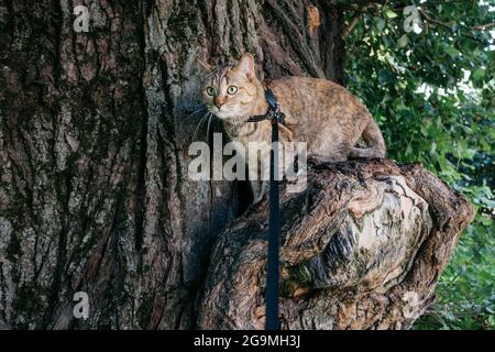 Cat in a collar on a leash climbs a tree. Stock Photo