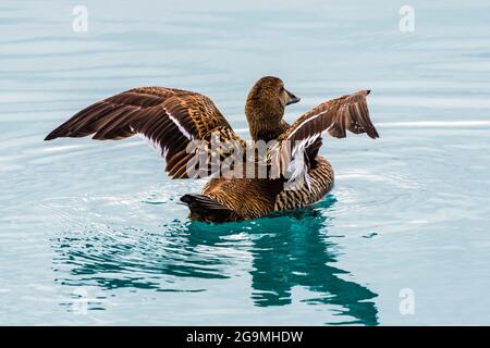 Female Eider duck (Somateria mollissima) at the Jokulsarlon Glacial Lagoon, Iceland Stock Photo