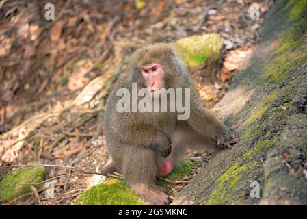 Wild Yakushima Macaque monkey in Yakushima island, Japan Stock Photo