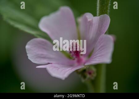 Althea officinalis flower close up Althaea officinalis, or marsh-mallow Stock Photo