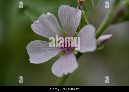 Althea officinalis flower close up Althaea officinalis, or marsh-mallow Stock Photo