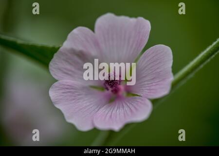 Althea officinalis flower close up Althaea officinalis, or marsh-mallow Stock Photo