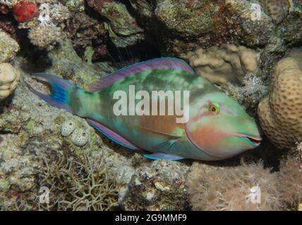 Closeup detail of pacific longnose parrotfish hipposcarus longiceps sleeping at night on tropical reef with hard corals Stock Photo
