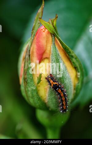 Yellow tail moth caterpillar - Euproctis similis - on a rose bud Stock Photo