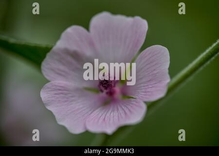 Althea officinalis flower close up Althaea officinalis, or marsh-mallow Stock Photo