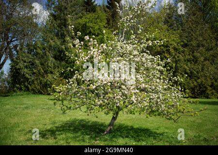 Apple tree in blossom Stock Photo