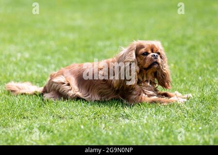 Happy cavalier spaniel lying on the grass Stock Photo