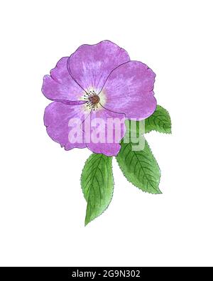 Rosehip watercolor hand drawing, pink bud with petals and green leaves, sketch. Vector illustration Stock Vector