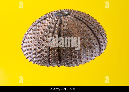 Pink dead sea urchin on yellow background Stock Photo