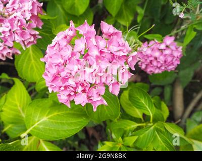 Close-up of Pink Hydrangeas in an English Summer Garden Stock Photo