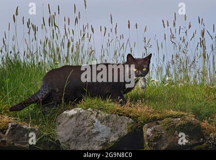 Black cat in long grass with rodent, Mull, Scotalnd Stock Photo