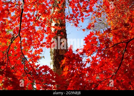 Acer Palmatum, Tree Stock Photo