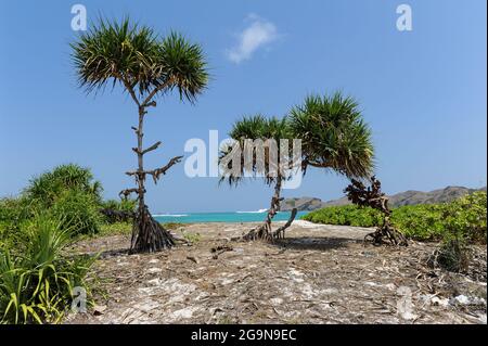 10.09.2011, Lombok, West Nusa Tenggara, Indonesia, Asia - Small palm trees and bushes at the otherwise empty and pristine Tanjung Aan Beach near Kuta. Stock Photo