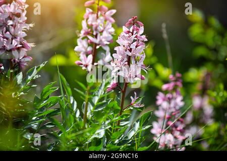 Pink flowers of wild plant Diptam (Dictamnus albus) or Burning Bush, or Fraxinella, or Dittany. Endangered rarity plant Stock Photo