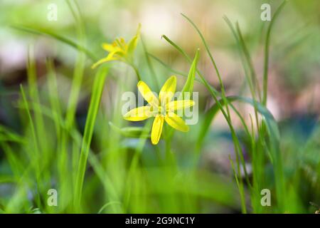 Yellow star of Bethlehem (Gagea lutea) in the spring forest Stock Photo