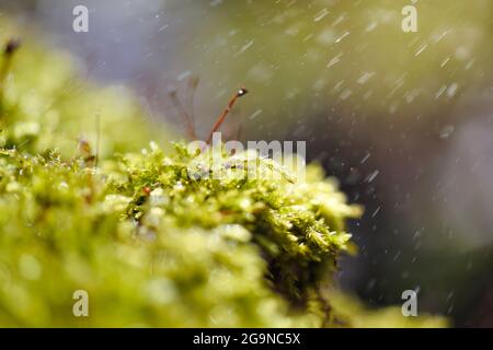 Natural background with moss and raindrops in sunlight. Selective focus Stock Photo