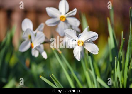 White Daffodils, Narcissus poeticus, on a Garden Lawn in Spring Stock Photo