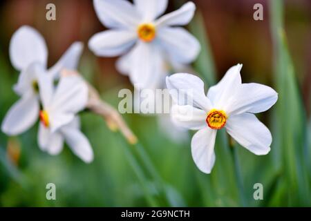White Daffodils, Narcissus poeticus, on a Garden Lawn in Spring Stock Photo