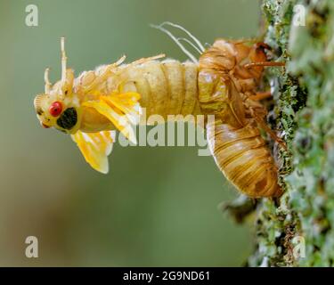 Periodical Cicada molting its exoskeleton after emerging from the ground after 17 years, New Jersey, USA Stock Photo