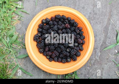 A Bowl of Freshly Picked Wild Blackberries Stock Photo
