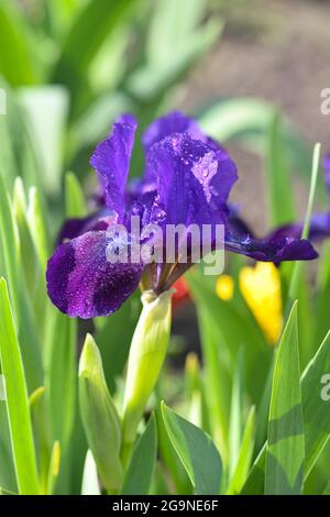 Close-up of a flower of bearded iris with rain drops on blurred green natural background. Purple iris flower are growing in a garden. Stock Photo