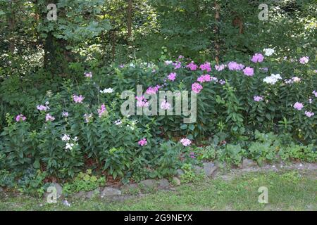 A Group of Different-Colored Garden Phlox in Bloom Stock Photo