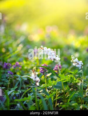 Hollowroot (in Latin: Corydalis cava) blooms in the forest Stock Photo