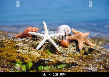 Shells and starfish on stones against the background of the sea on a hot sunny day Stock Photo