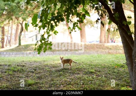 Ginger tabby cat stands on the grass in the park under a tree Stock Photo