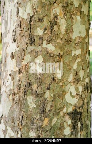 Spotted bark of the sycamore tree. Close-up Stock Photo