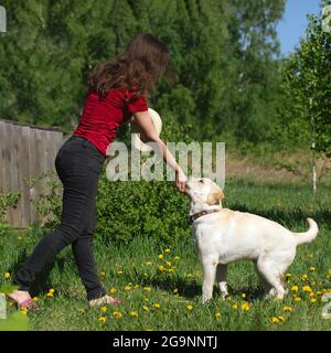 Handler woman holds hand with treat near muzzle of dog standing on lawn in park. Training or preparation of dog for exhibition. Labrador in pose of st Stock Photo