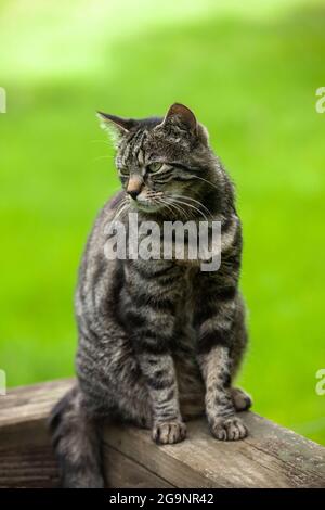 Grey tabby cat sitting on a fence Stock Photo