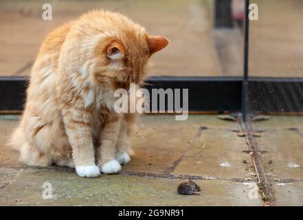 A ginger cat with a dead mouse Stock Photo