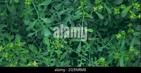 small leaves of plants, blue and green color Stock Photo