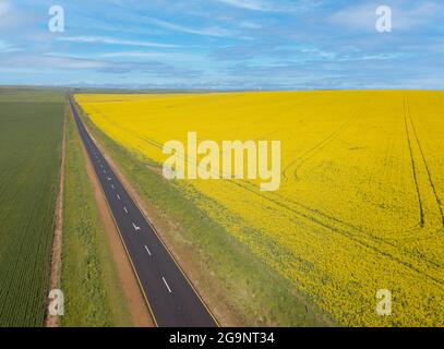 Long straight road running through a yellow field, aerial landscape Stock Photo