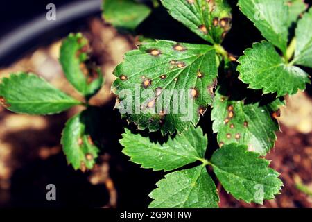 Brown strawberry spot is a disease that does not arise from pests, but from a fungal infection. Stock Photo
