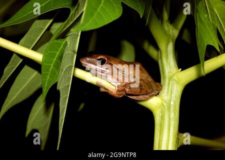 Striped tree frogs are often found in plants around swamps and even near human habitation, because they are attracted by insects around lights. Stock Photo