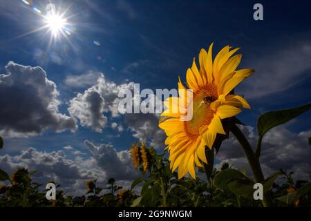 Schleibnitz, Germany. 27th July, 2021. Clouds pass over a sunflower field from the Laame farm. Apart from a few showers, it is expected to remain dry in the coming days. It will get cooler towards the end of the week, according to the meteorologists' forecast. Credit: Klaus-Dietmar Gabbert/dpa-Zentralbild/ZB/dpa/Alamy Live News Stock Photo