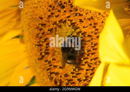 Schleibnitz, Germany. 27th July, 2021. A bumblebee sits in the blossom of a sunflower in a field from the Laame farm. Apart from a few showers, it's supposed to stay dry in the coming days. At the end of the week it will be cooler according to the forecast of the meteorologists. Credit: Klaus-Dietmar Gabbert/dpa-Zentralbild/ZB/dpa/Alamy Live News Stock Photo