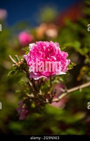 Prolific Rosa Roxburghii f. Roxburghii flowering in bright sunshine, natural romantic plant portrait Stock Photo