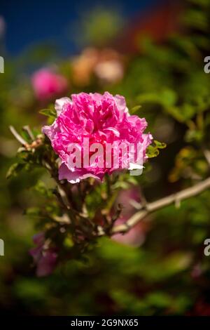 Prolific Rosa Roxburghii f. Roxburghii flowering in bright sunshine, natural romantic plant portrait Stock Photo